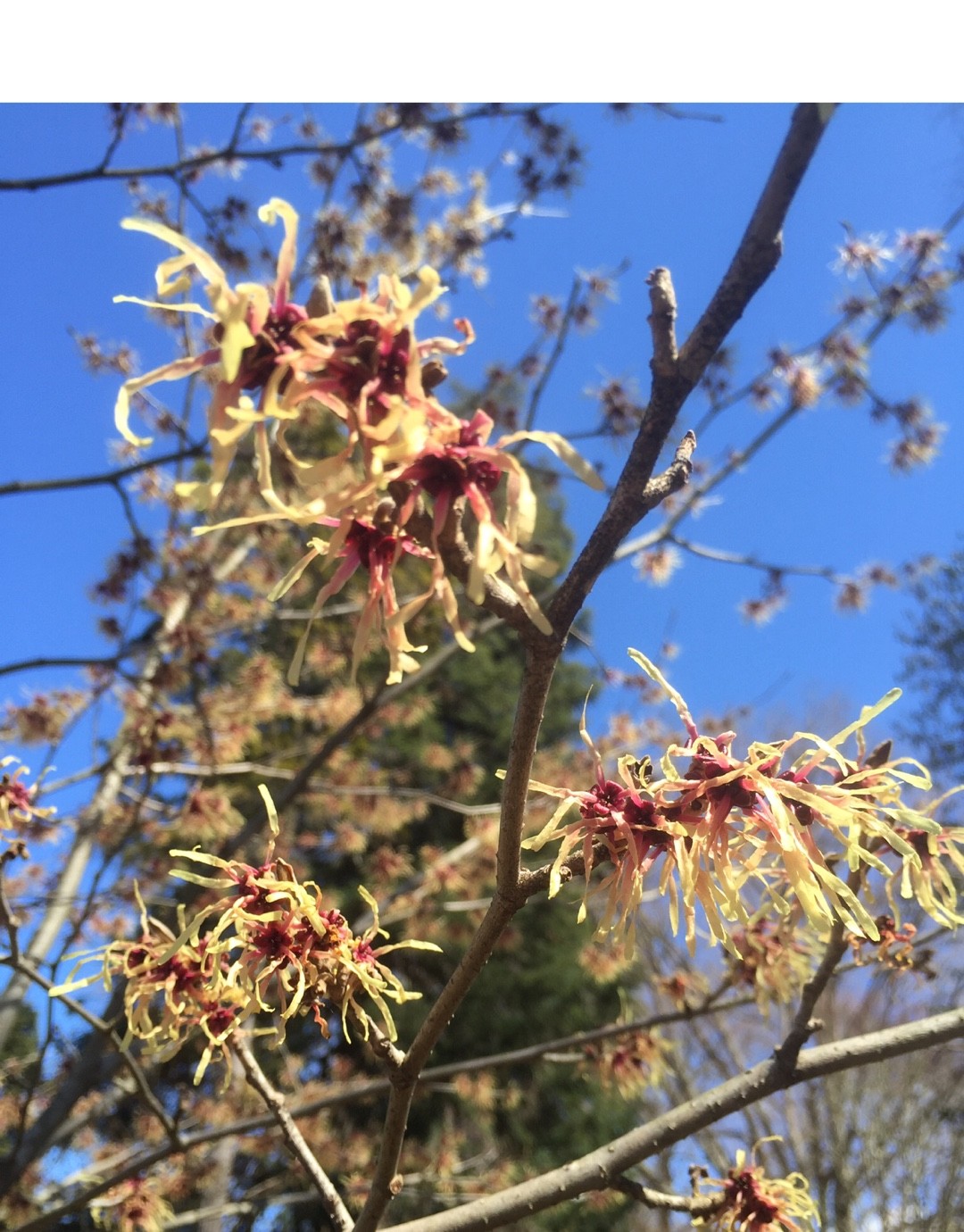Hamamelis × intermedia 'Strawberries and Cream' PictureThis