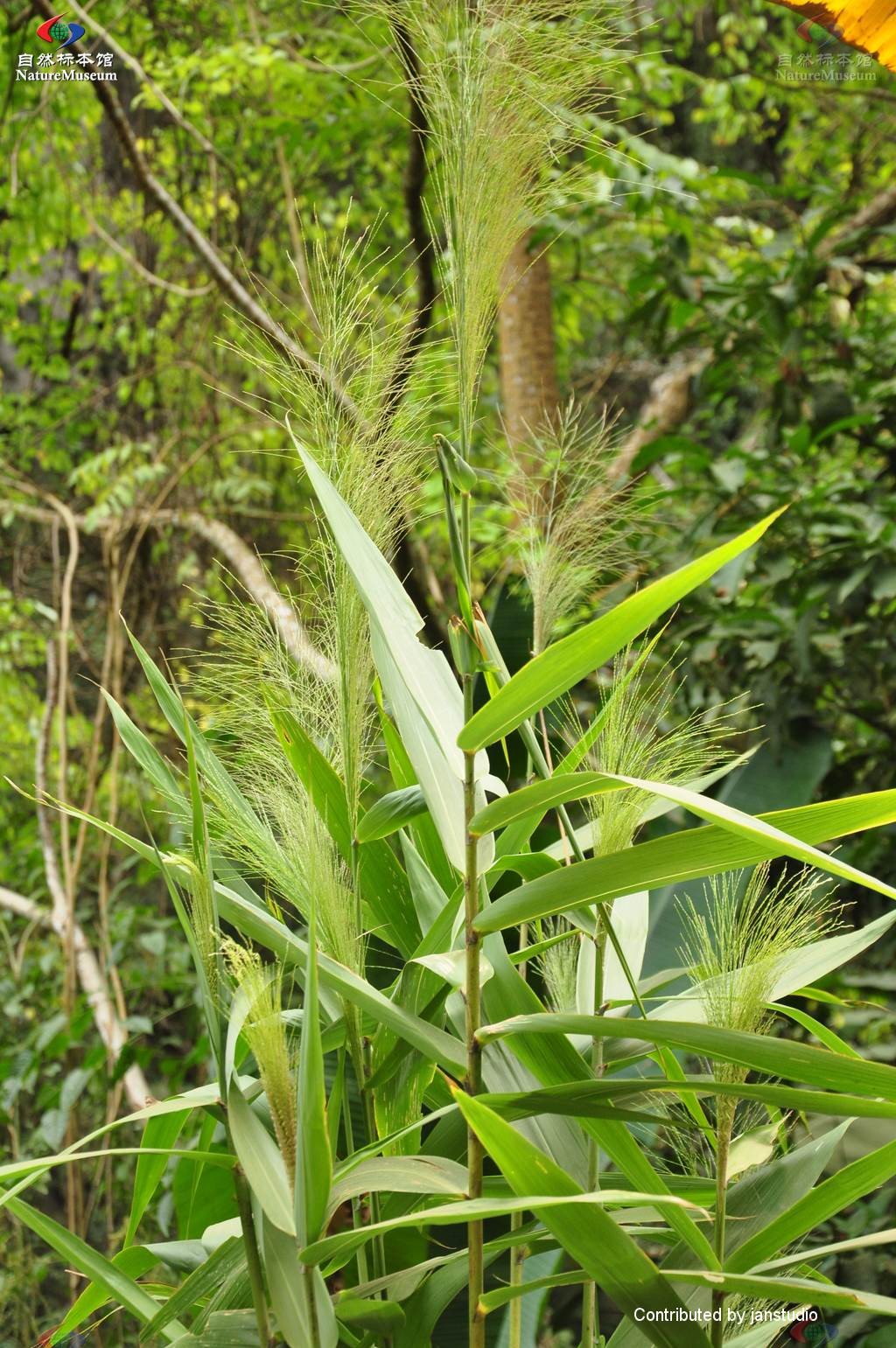 棕葉蘆 (Thysanolaena latifolia) 照顧，種植，繁殖，開花時間 - PictureThis