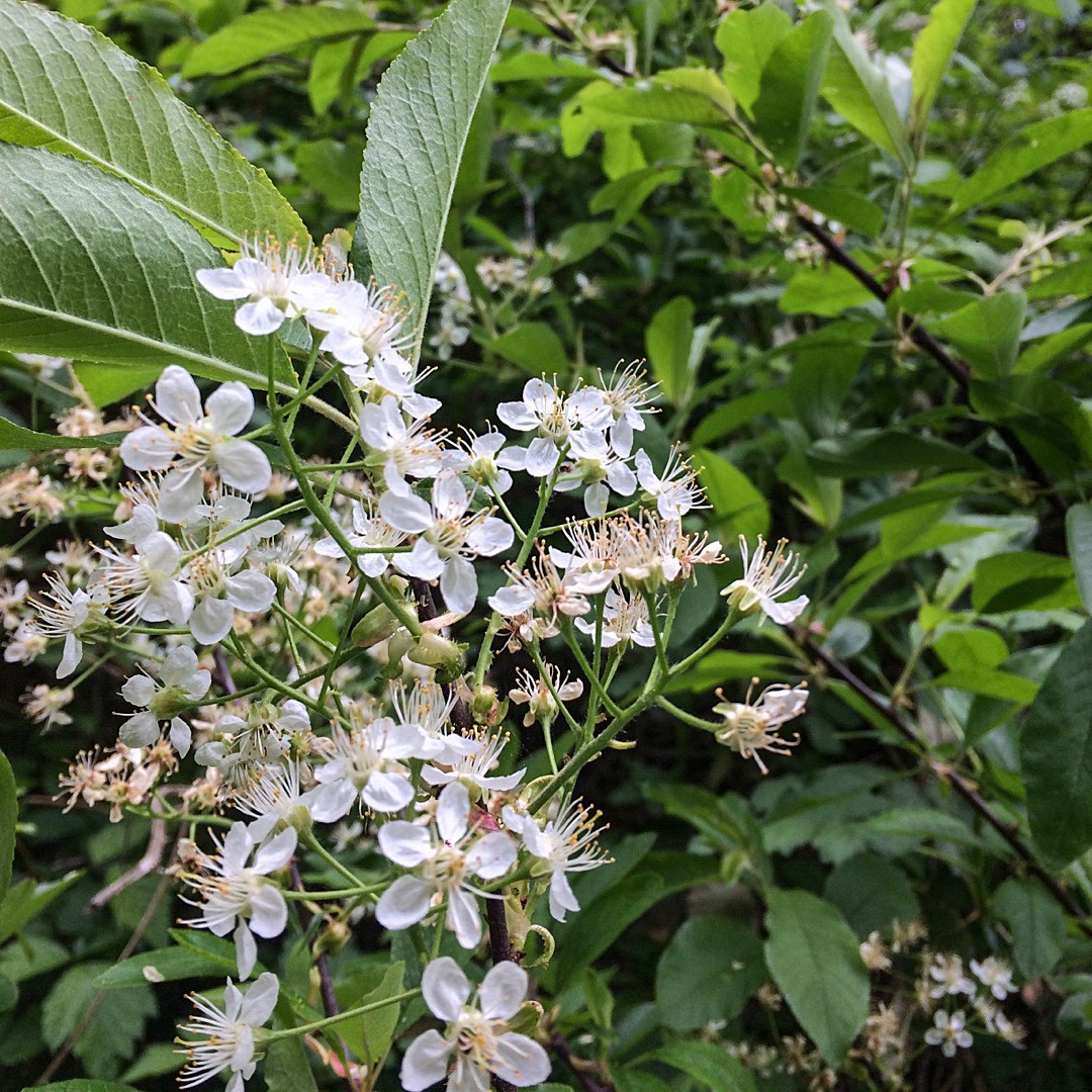 プルナス エマルギナタ Prunus Emarginata 花言葉 学名 よくある質問 Picturethis