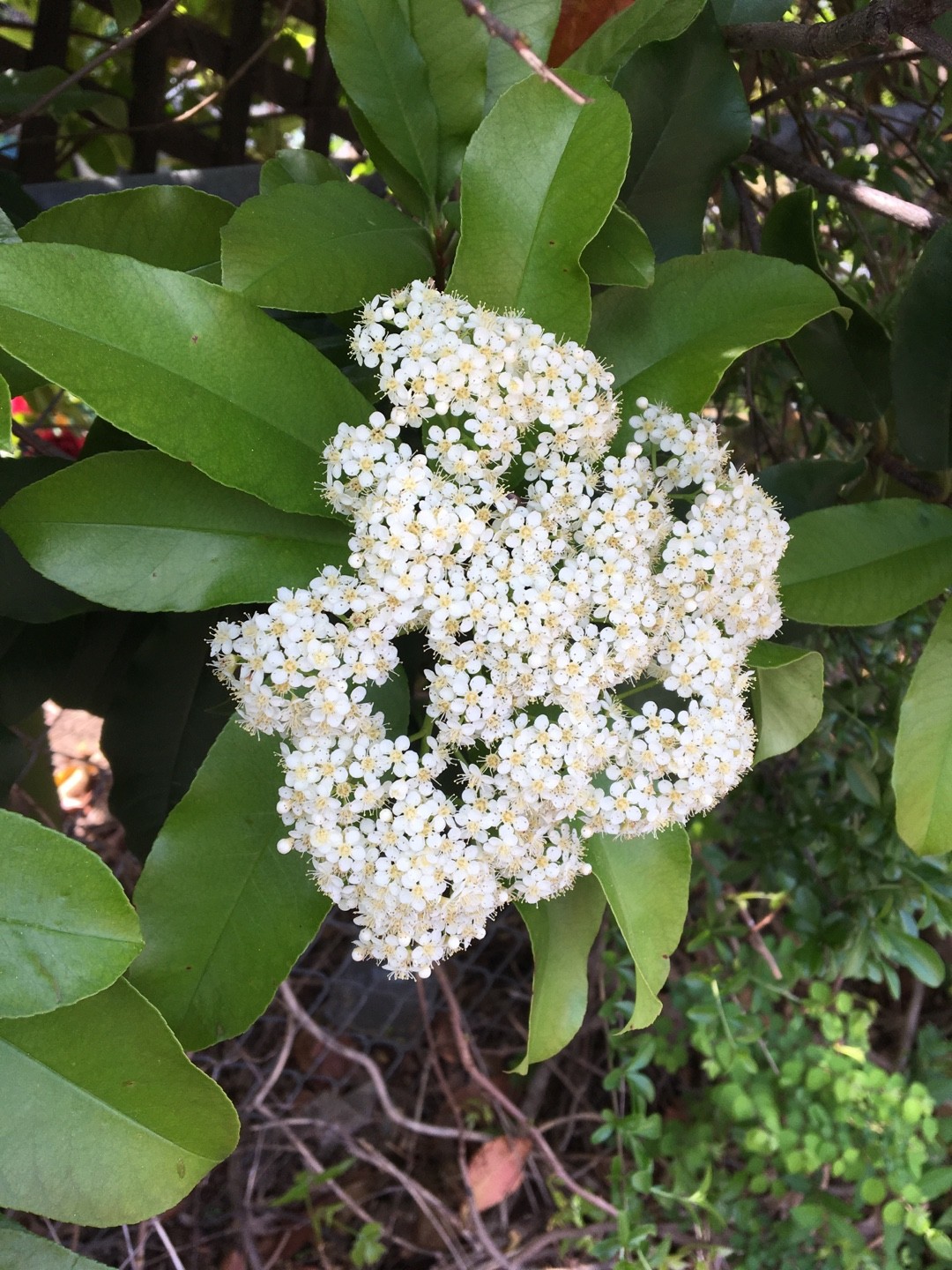 Photinia Serratifolia Photinia Serratifolia Picturethis