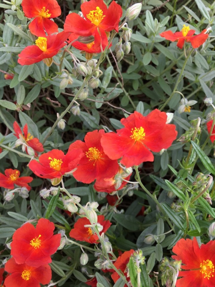 Helianthemum nummularium ‘Henfield Brilliant’ Flower, Leaf, Uses