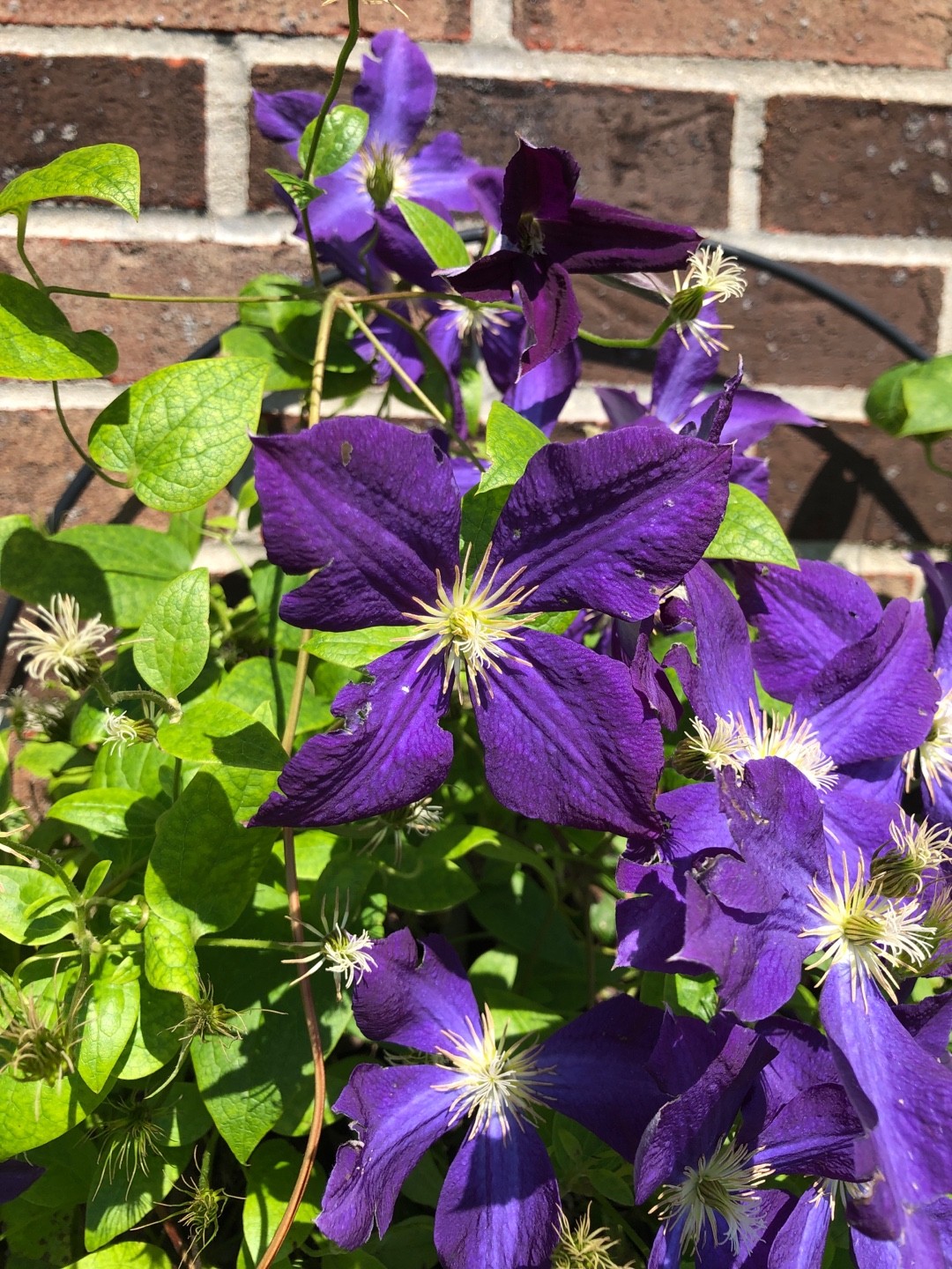 Acquistare clematis artificiale nel negozio online di
