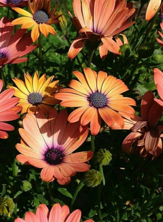 Osteospermum 'Pink Eyed Beauty' - PictureThis