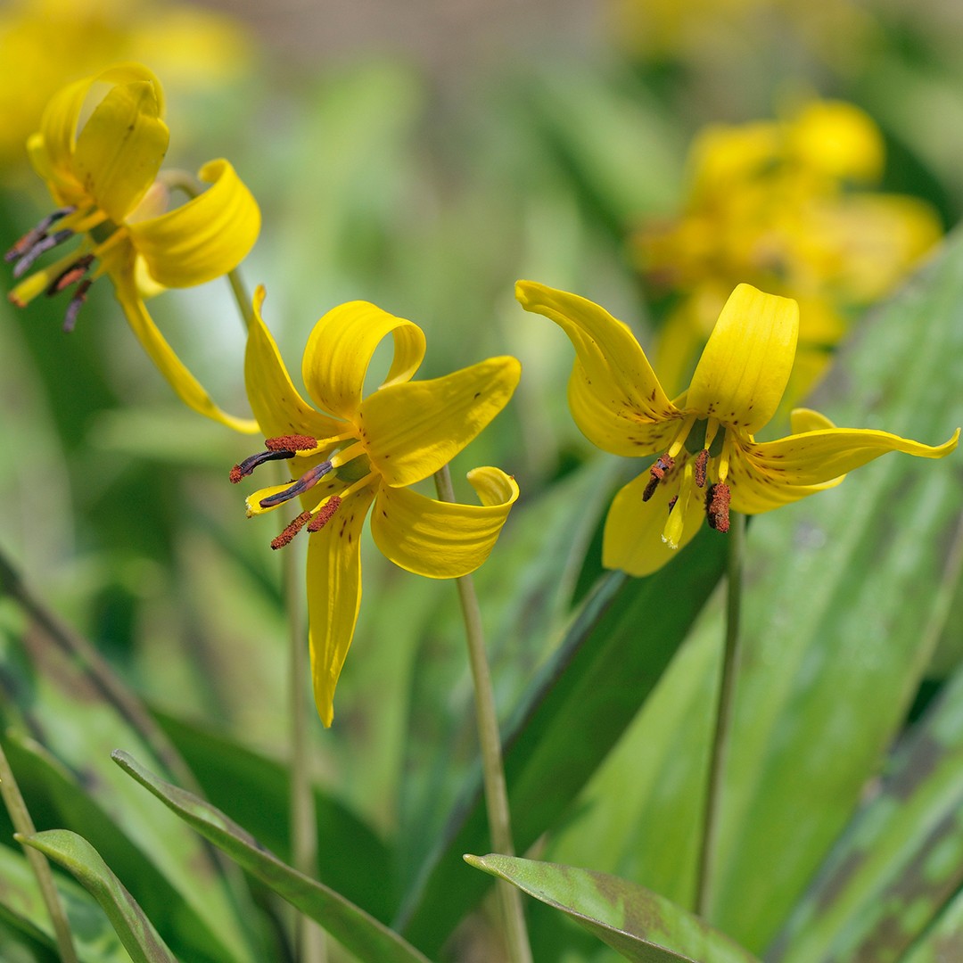Erythronium Americanum Erythronium Americanum Picturethis