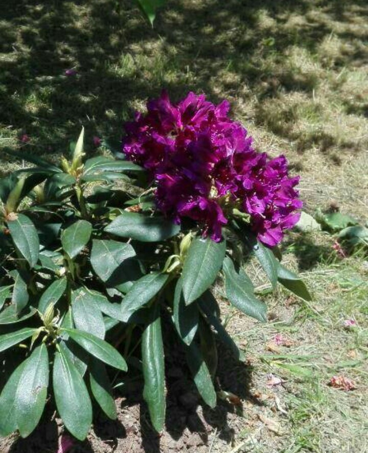 Rhododendron (Rhododendron) - PictureThis