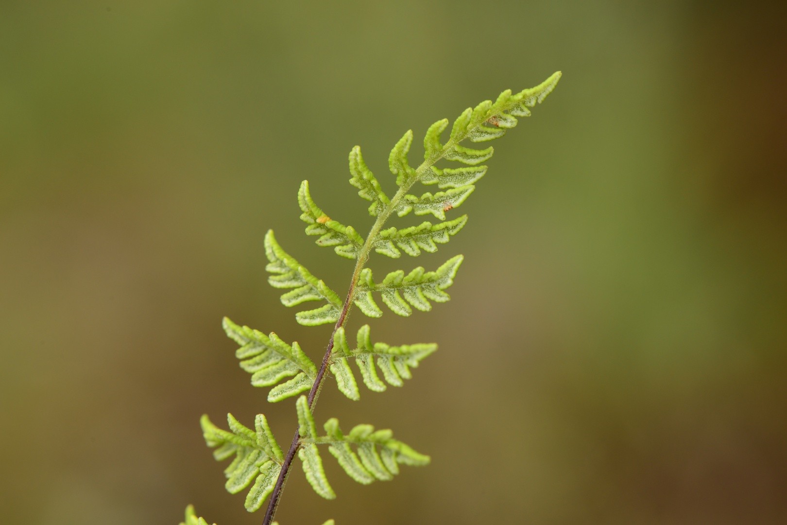 Oeosporangium PictureThis