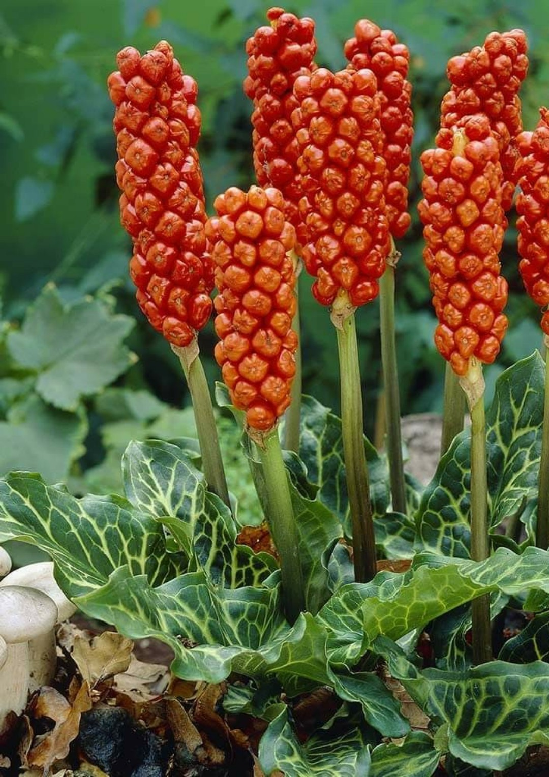 Arum italicum subsp. italicum 'Marmoratum' - PictureThis