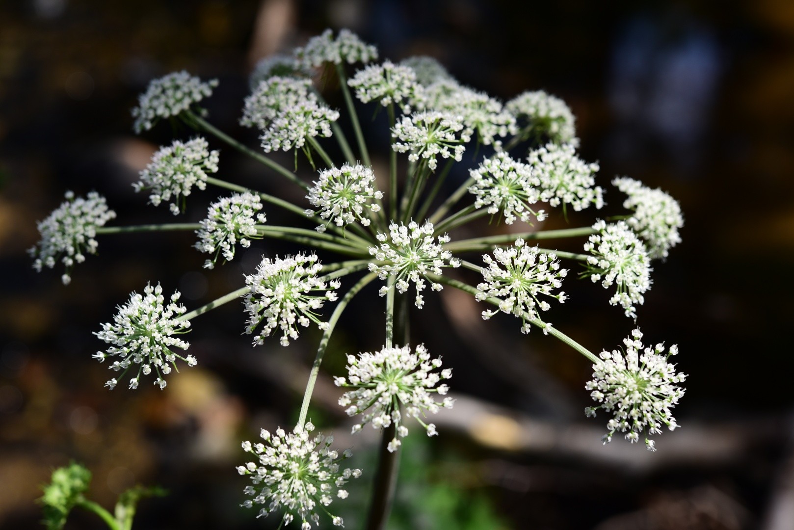 Angelica Sylvestris Angelica Sylvestris Picturethis