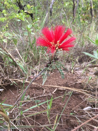 Calliandra PictureThis