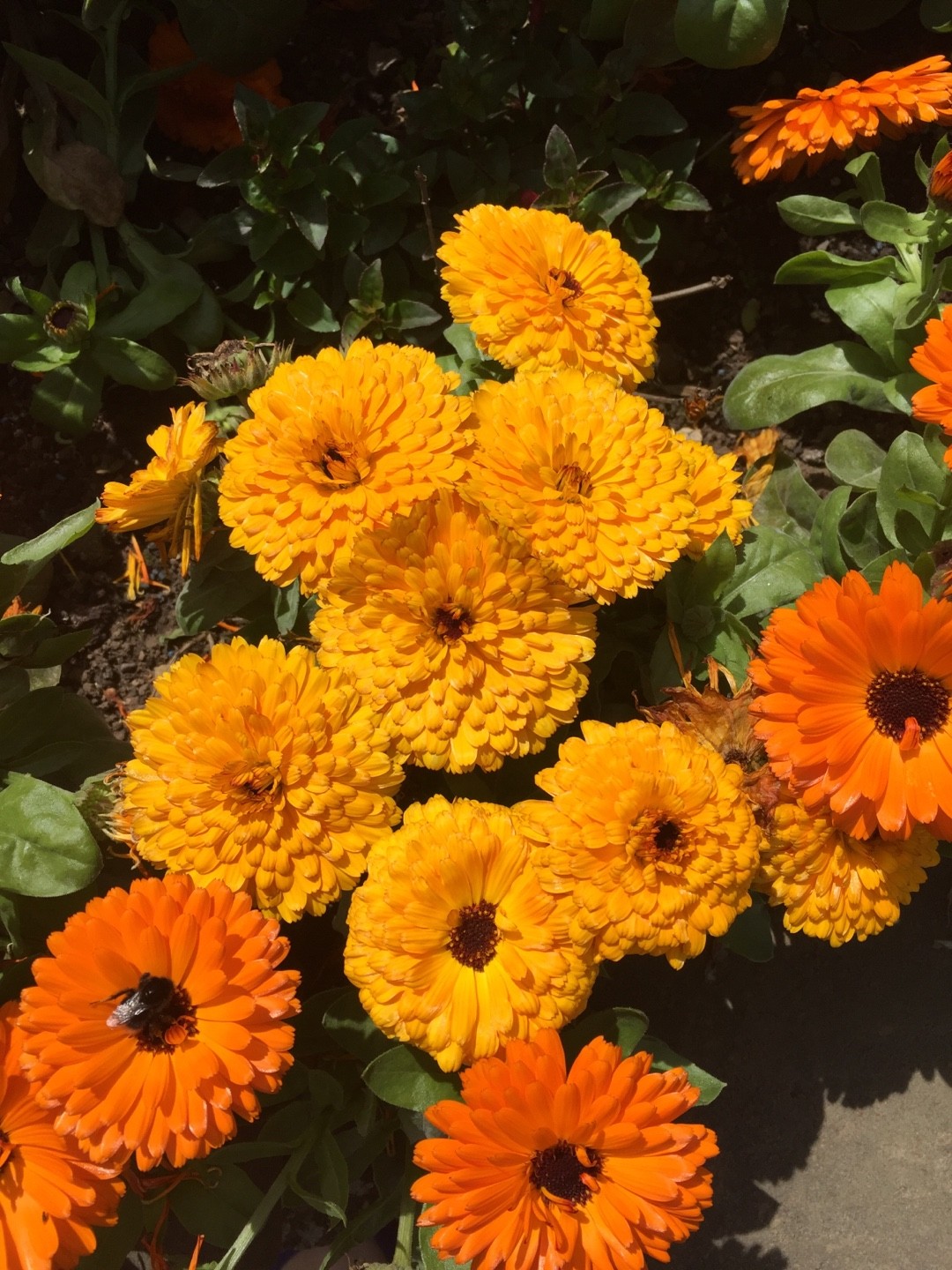 Calendula Officinalis Fiesta Gitana 花言葉 学名 よくある質問 Picturethis