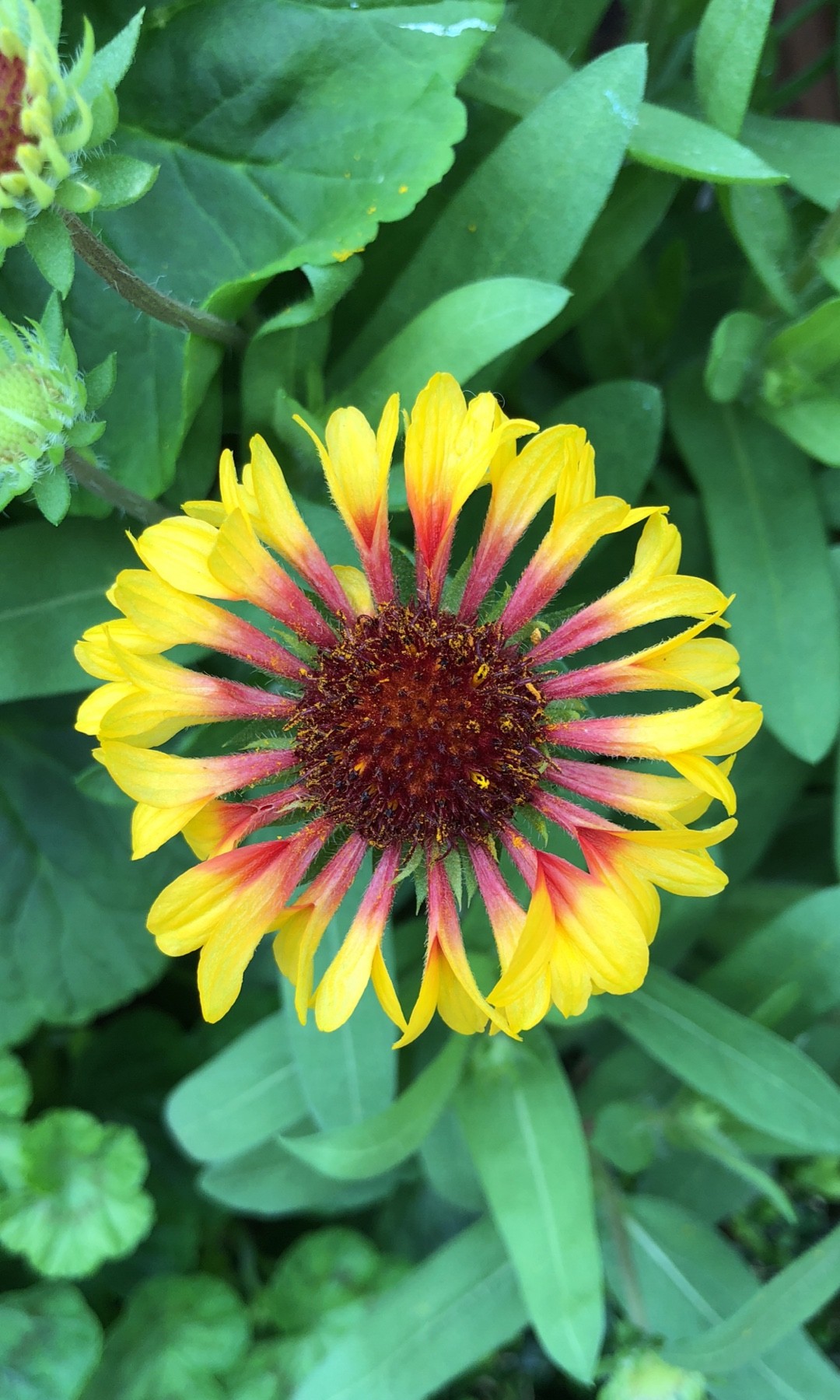 Gaillardia PictureThis