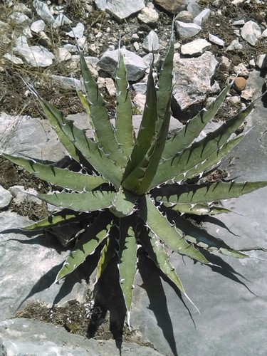 Agave xylonacantha PictureThis