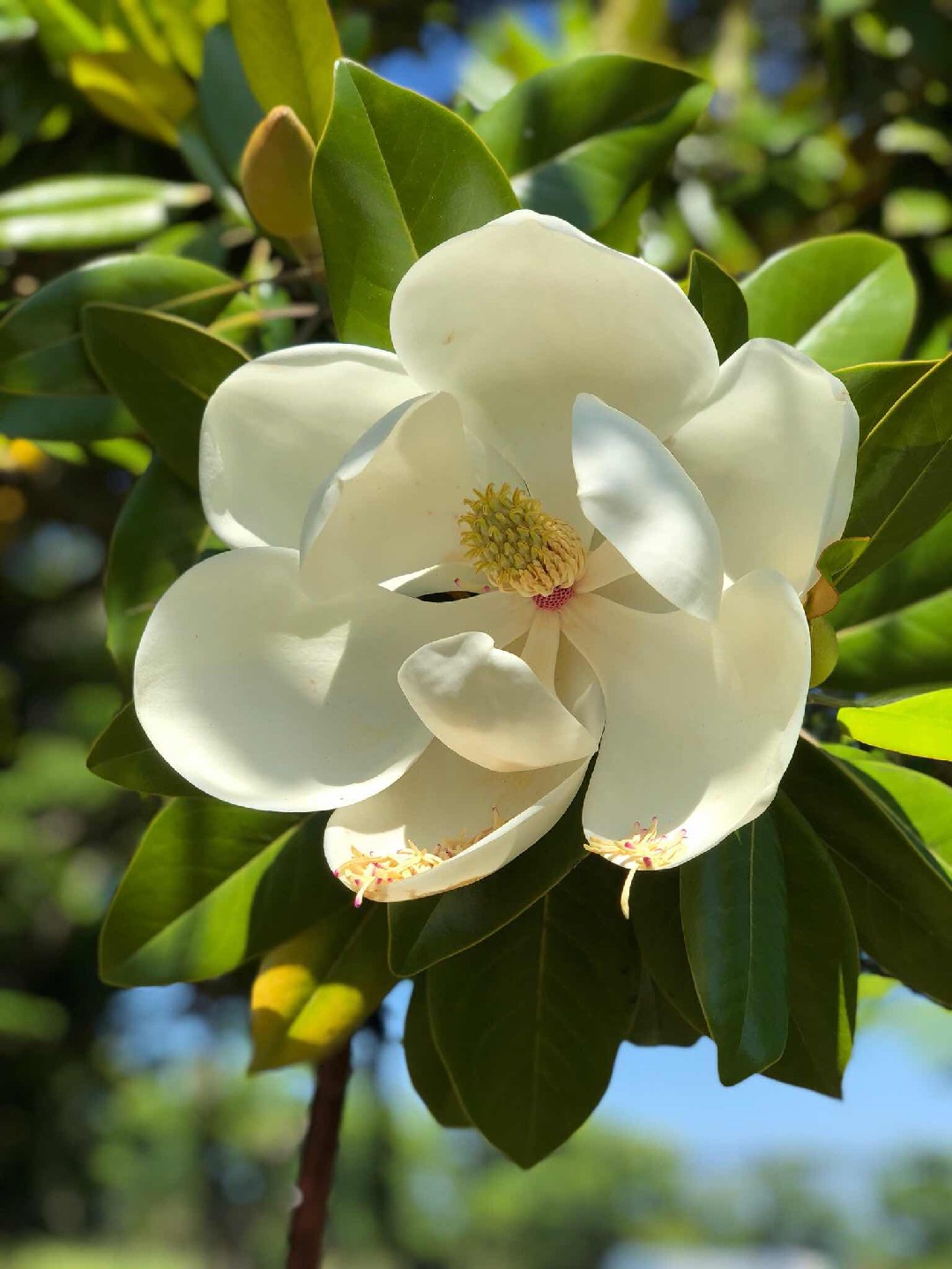 Magnolia Grandiflora Maryland 花言葉 学名 よくある質問 Picturethis