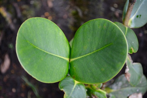 Clusia multiflora PictureThis