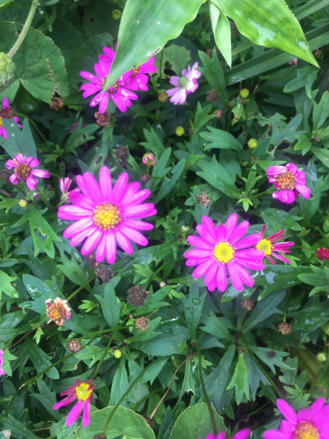 Brachyscome angustifolia (Brachyscome angustifolia) - PictureThis