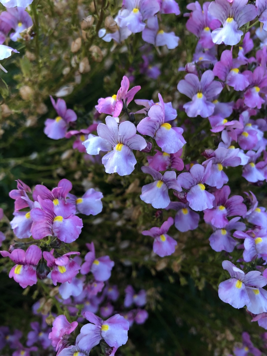 Nemesia 花言葉 学名 よくある質問 Picturethis