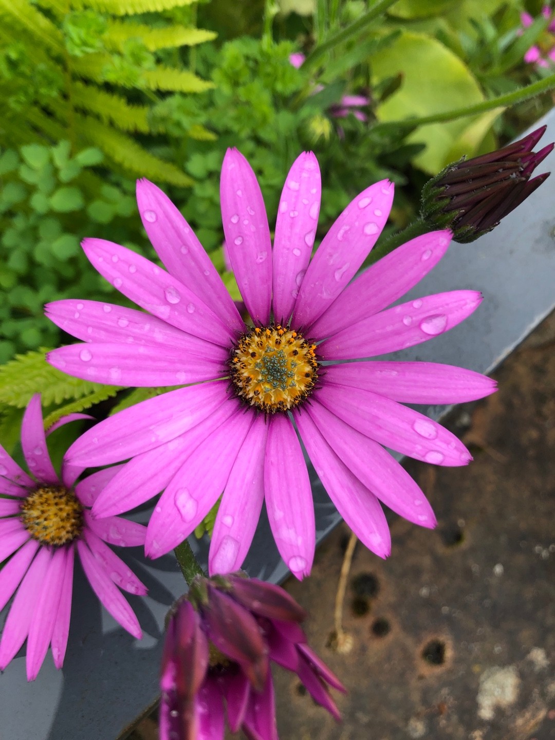アフリカキンセンカ属 Dimorphotheca 花言葉 学名 よくある質問 Picturethis