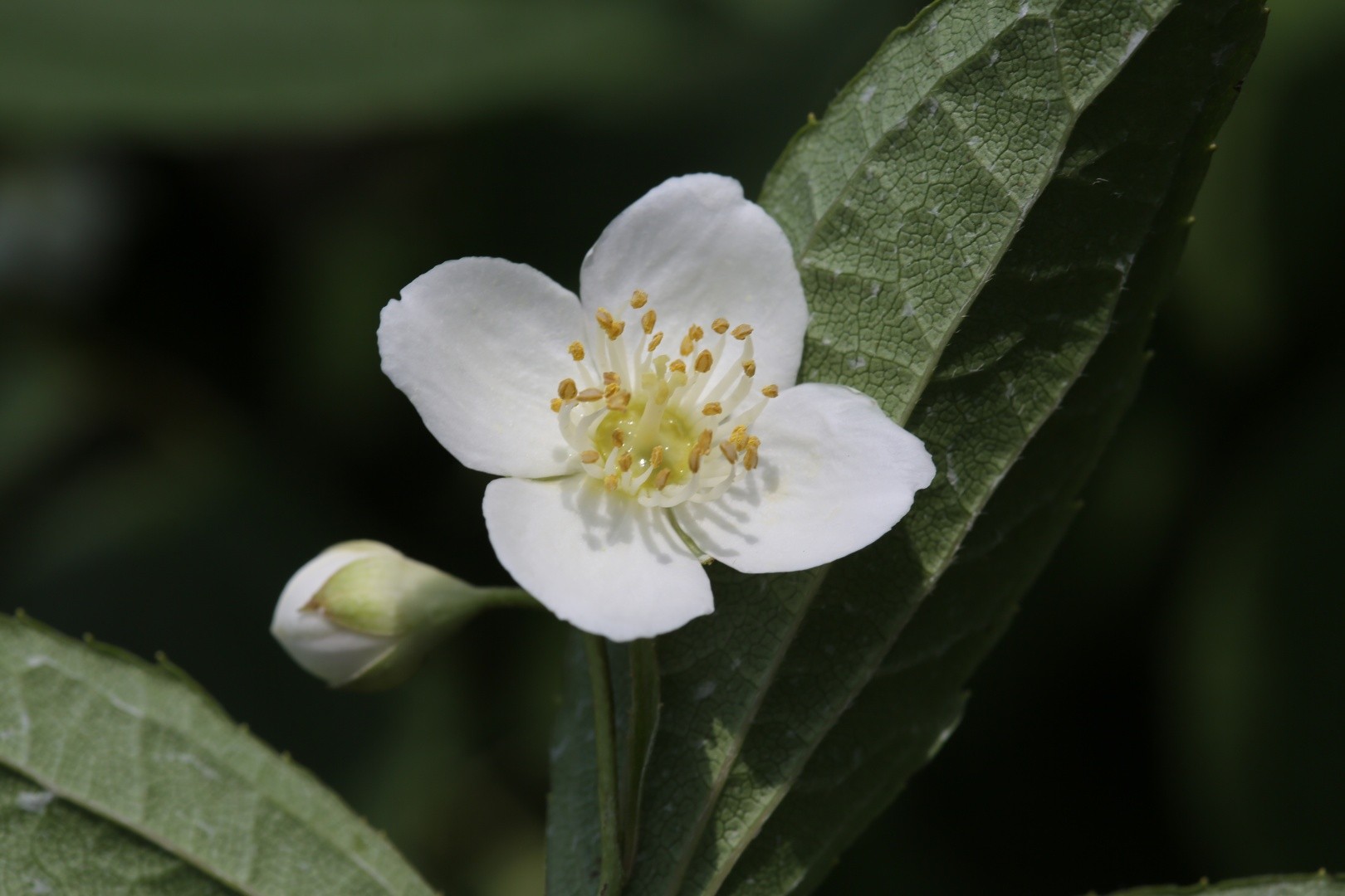Philadelphus incanus (Philadelphus incanus) PictureThis