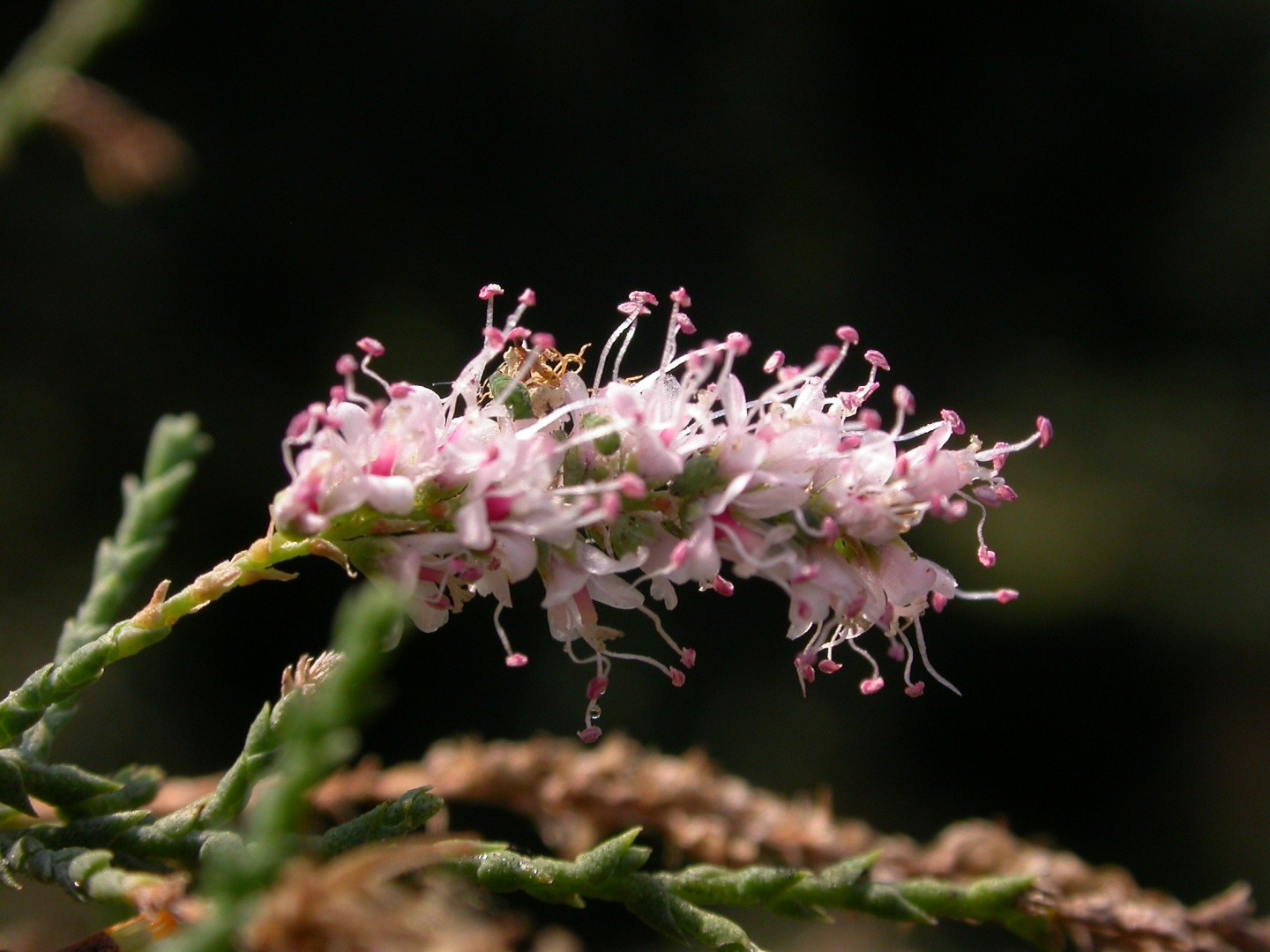 Fivestamen tamarisk (Tamarix chinensis) Flower, Leaf, Care, Uses