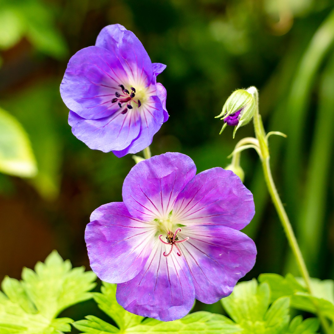 ゲラニウム ヒマラエンセ Geranium Himalayense 花言葉 学名 よくある質問 Picturethis