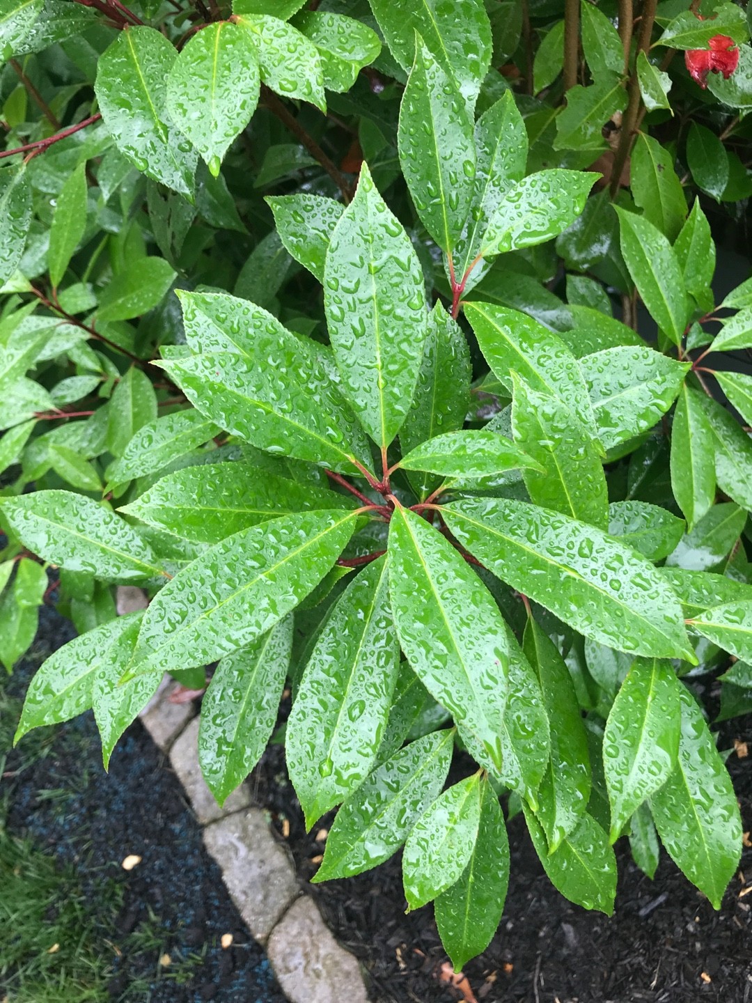 ユズリハ 楪 Daphniphyllum Macropodum 花言葉 学名 よくある質問 Picturethis