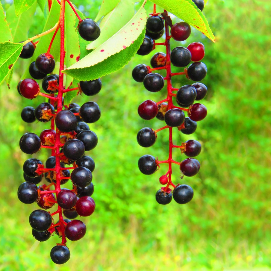 Black cherry (Prunus serotina)
