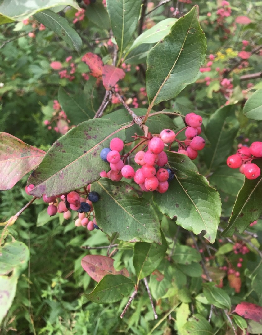 Nudum Viburnum nudum 'Pink Beauty' (Viburnum nudum 'Pink Beauty') - PictureThis