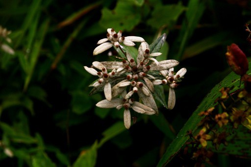 ウスユキソウ 薄雪草 Leontopodium Japonicum 花言葉 学名 よくある質問 Picturethis