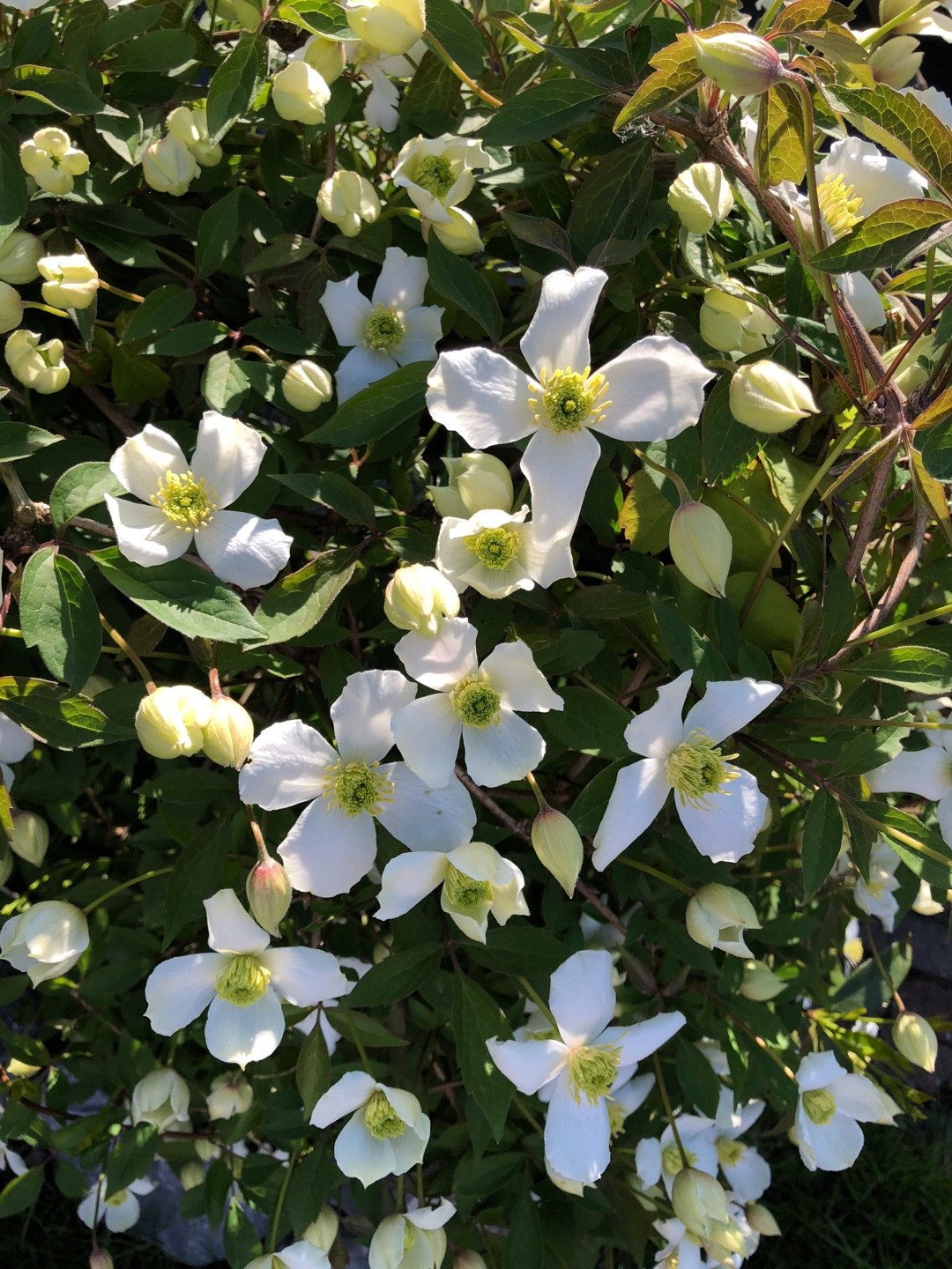 Clematis Montana Miss Christine 花言葉 学名 よくある質問 Picturethis