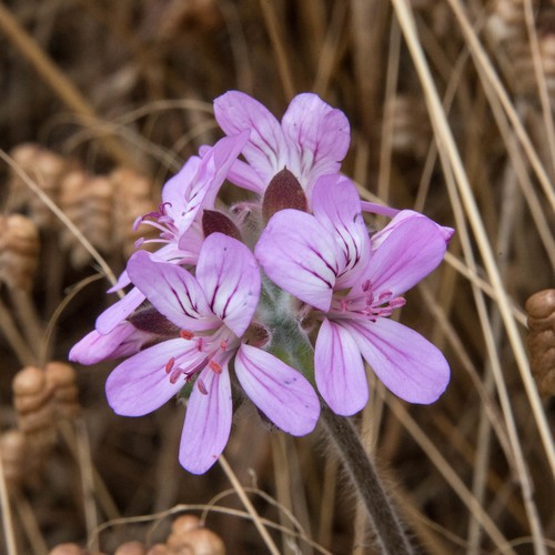Pelargonium vitifolium - PictureThis
