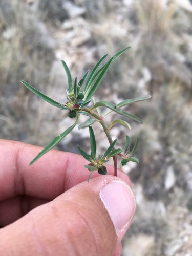 Euphorbia exstipulata PictureThis