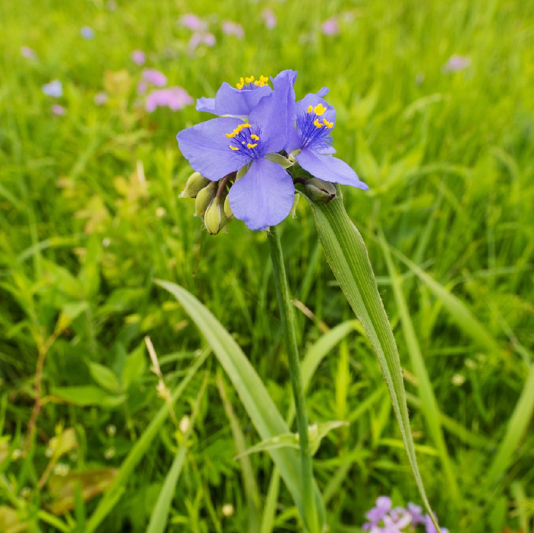 Tradescantia Ohiensis 花言葉 毒性 よくある質問 Picturethis
