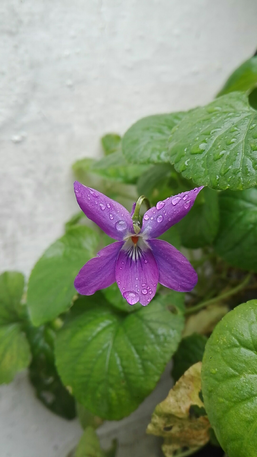 Violette des bois (Viola reichenbachiana) - PictureThis