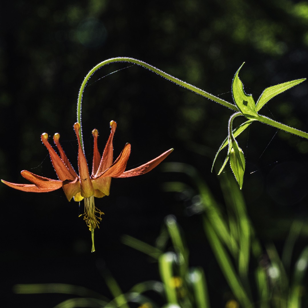 Aquilegia Formosa 花言葉 学名 よくある質問 Picturethis