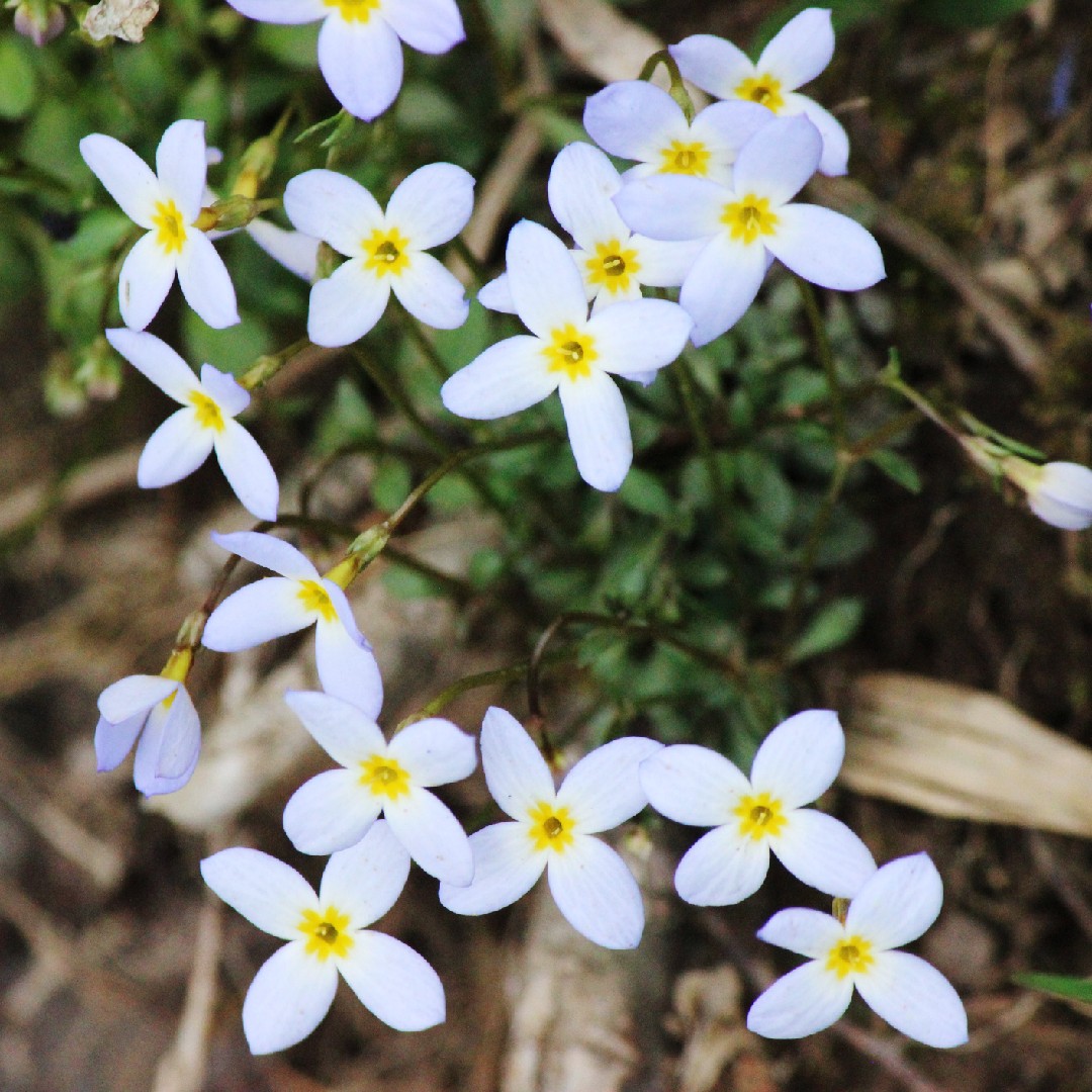 ヒナソウ 雛草 Houstonia Caerulea 花言葉 学名 よくある質問 Picturethis