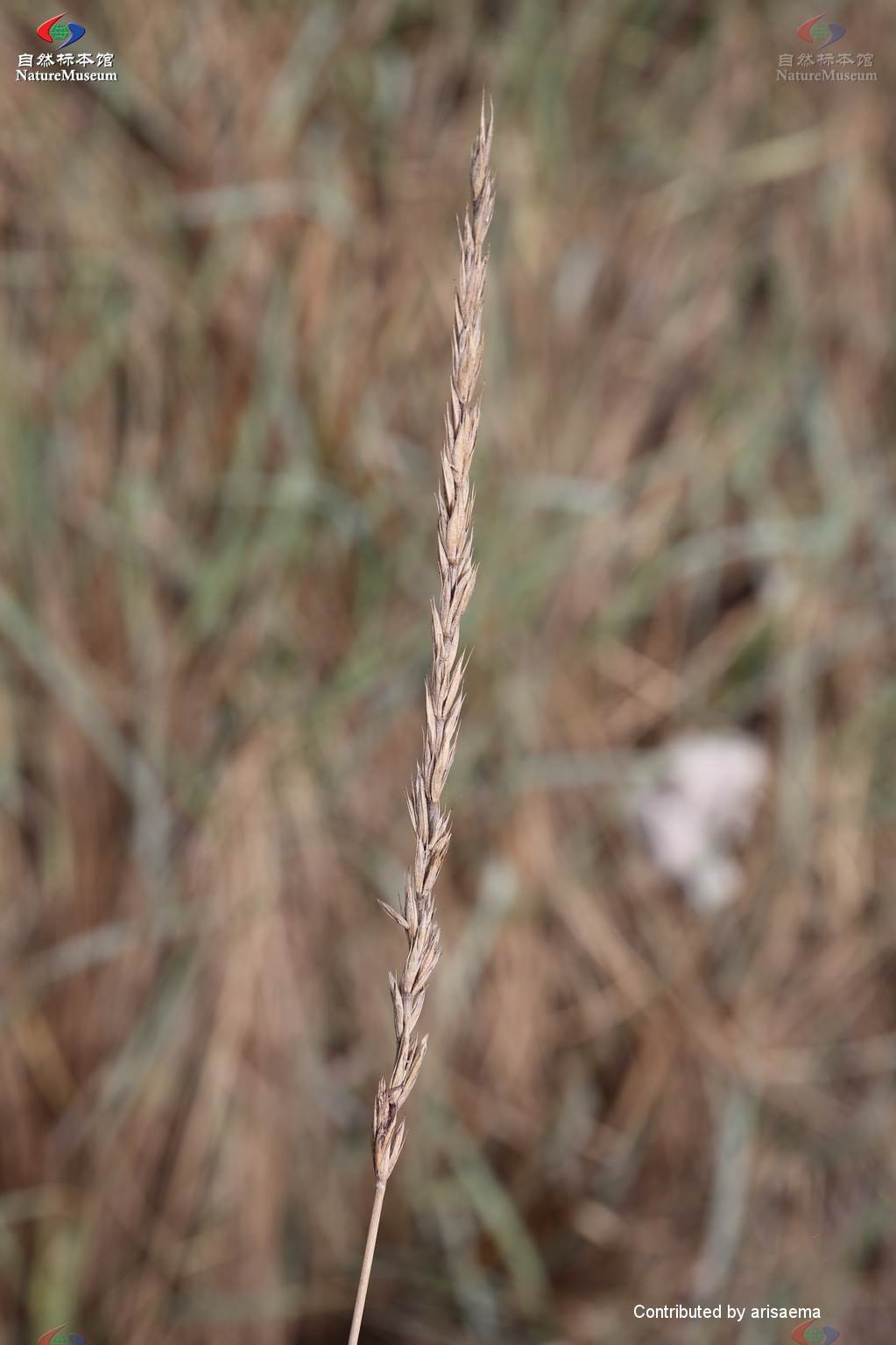 Elymus dahuricus - PictureThis
