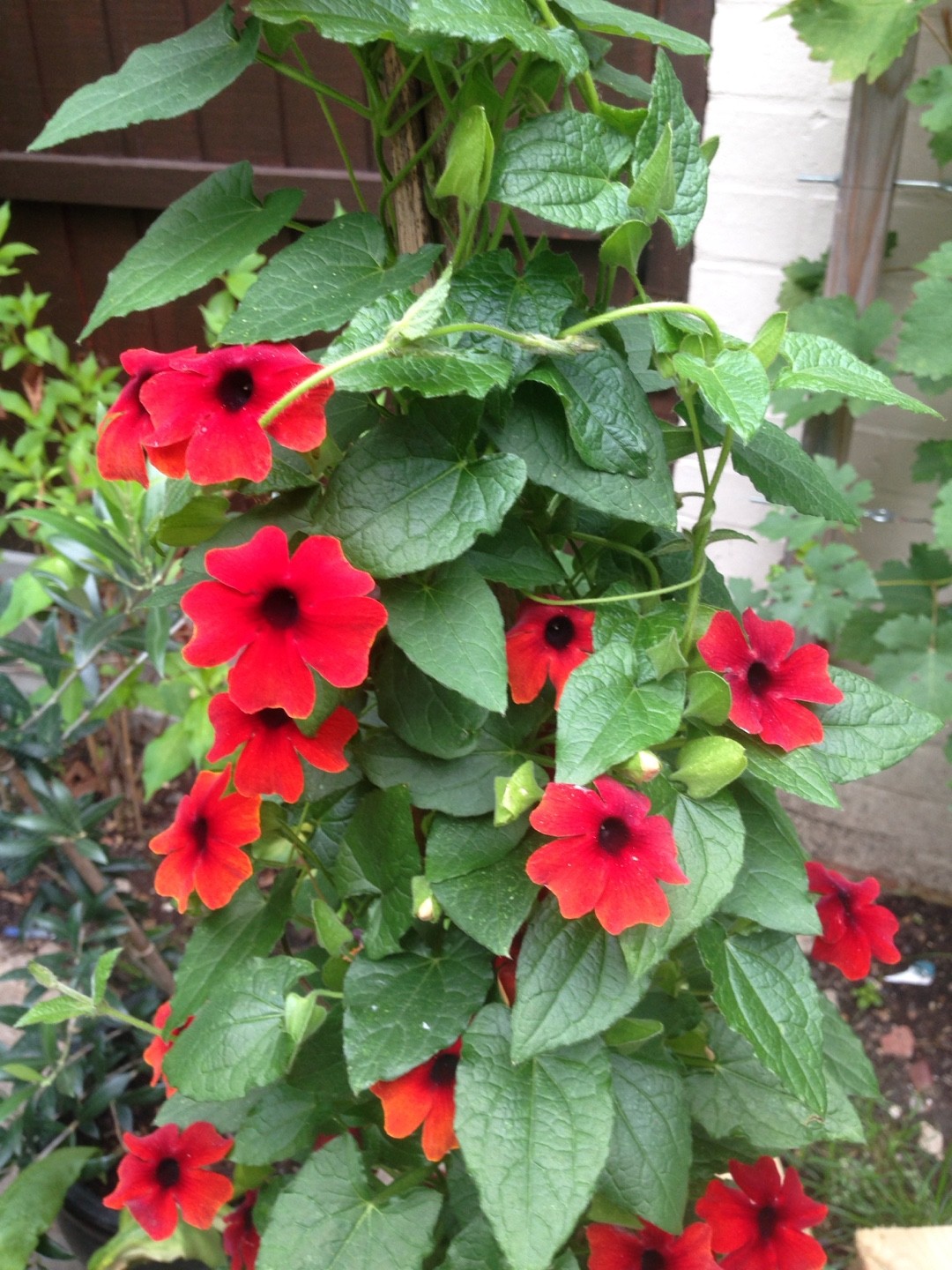 Nicotiana Alata Offer Store Save 52 Jlcatj gob mx