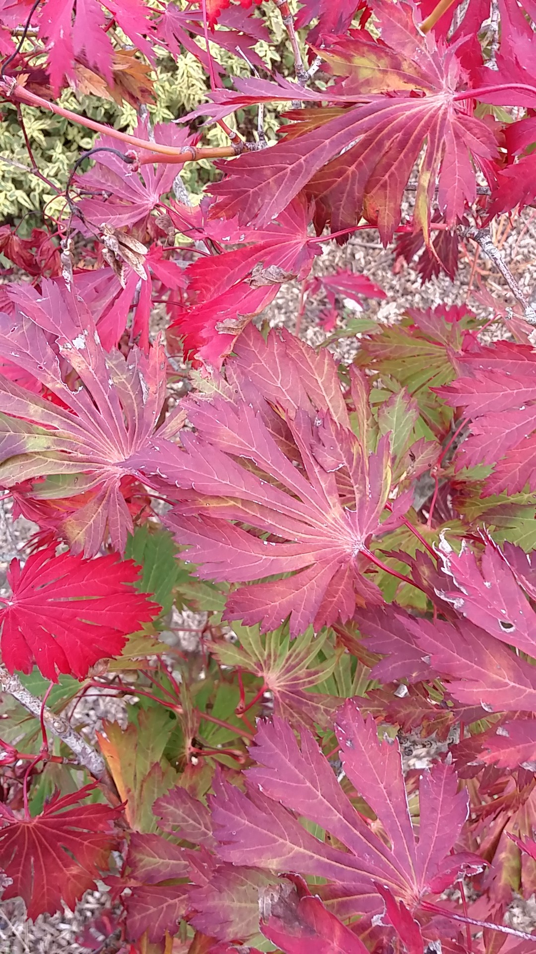 ハウチワカエデ 羽団扇楓 Acer Japonicum 花言葉 毒性 よくある質問 Picturethis