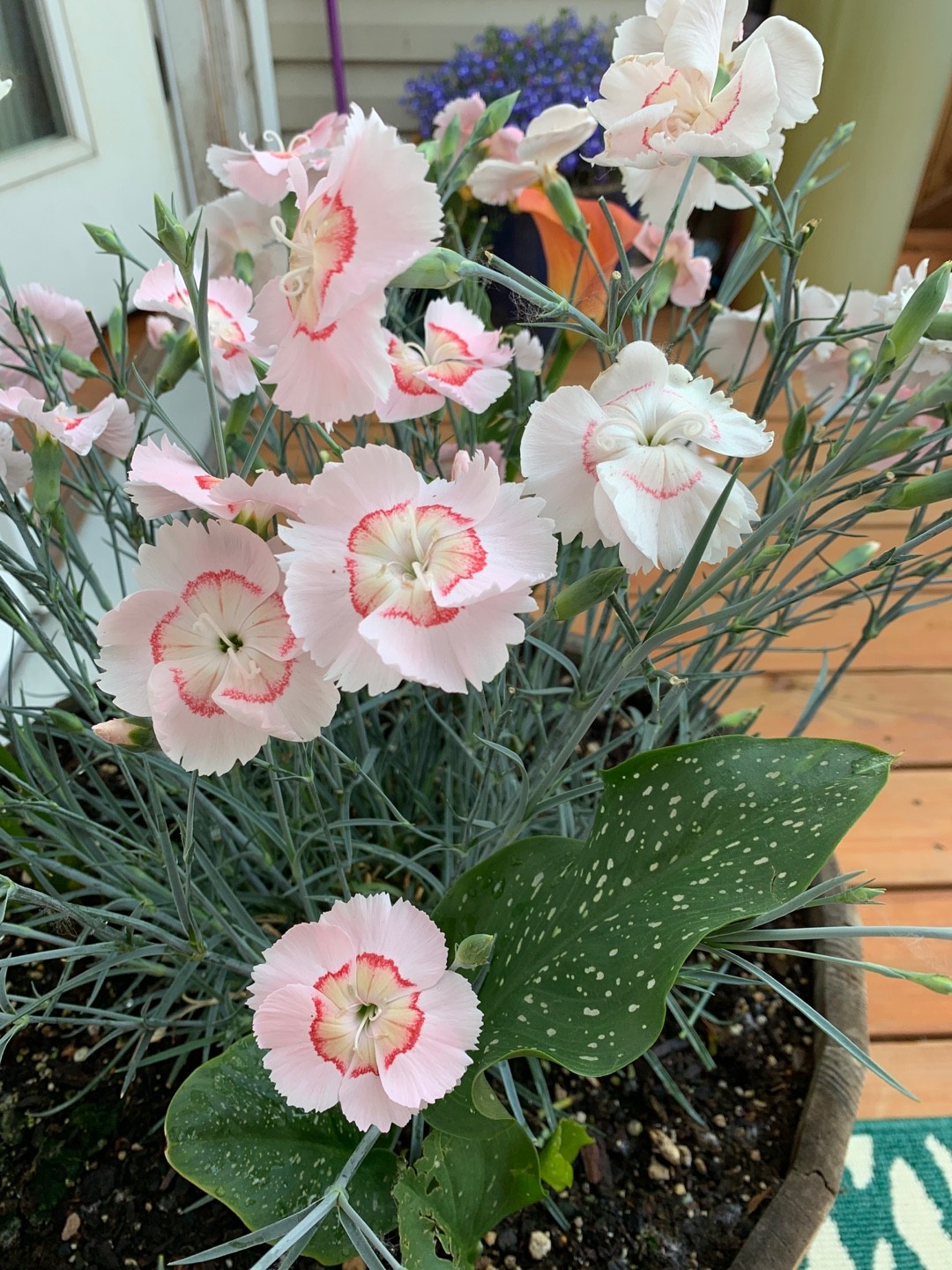 Dianthus Peach Pie' (Dianthus Peach Pie') PictureThis