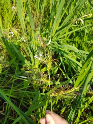 Echinochloa muricata PictureThis