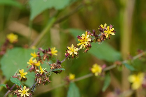 Triumfetta semitriloba PictureThis