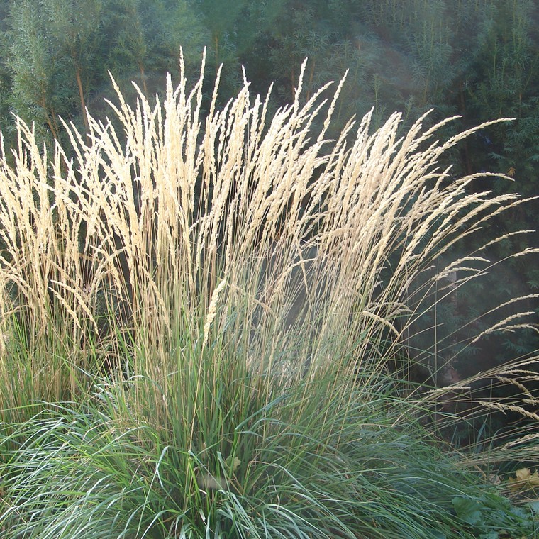 Calamagrostis acutiflora - PictureThis