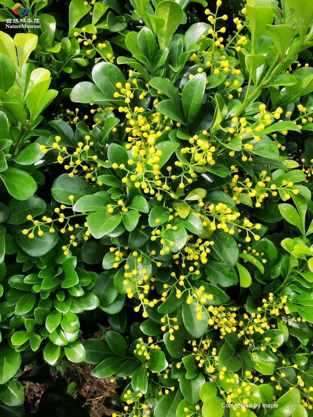 Mock lime (Aglaia Flower, Leaf, Care, - PictureThis