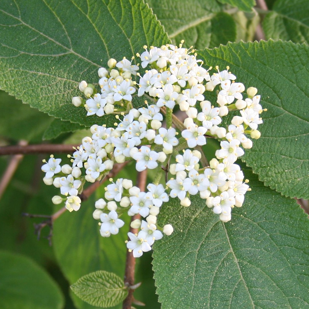 Pokok jalan (Viburnum lantana) PictureThis