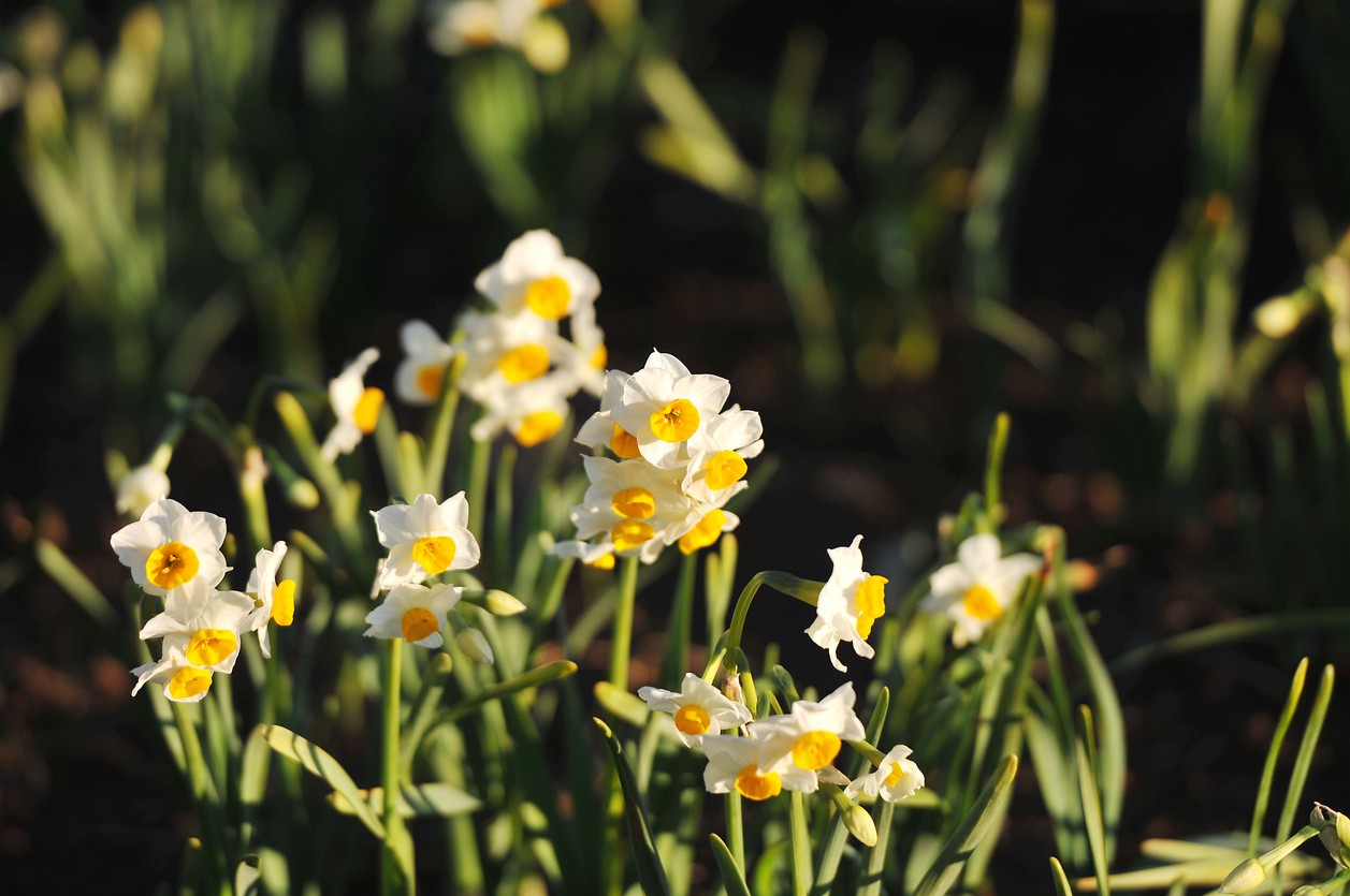 Narcissus tazetta subsp. chinensis (Narcissus tazetta subsp. chinensis)