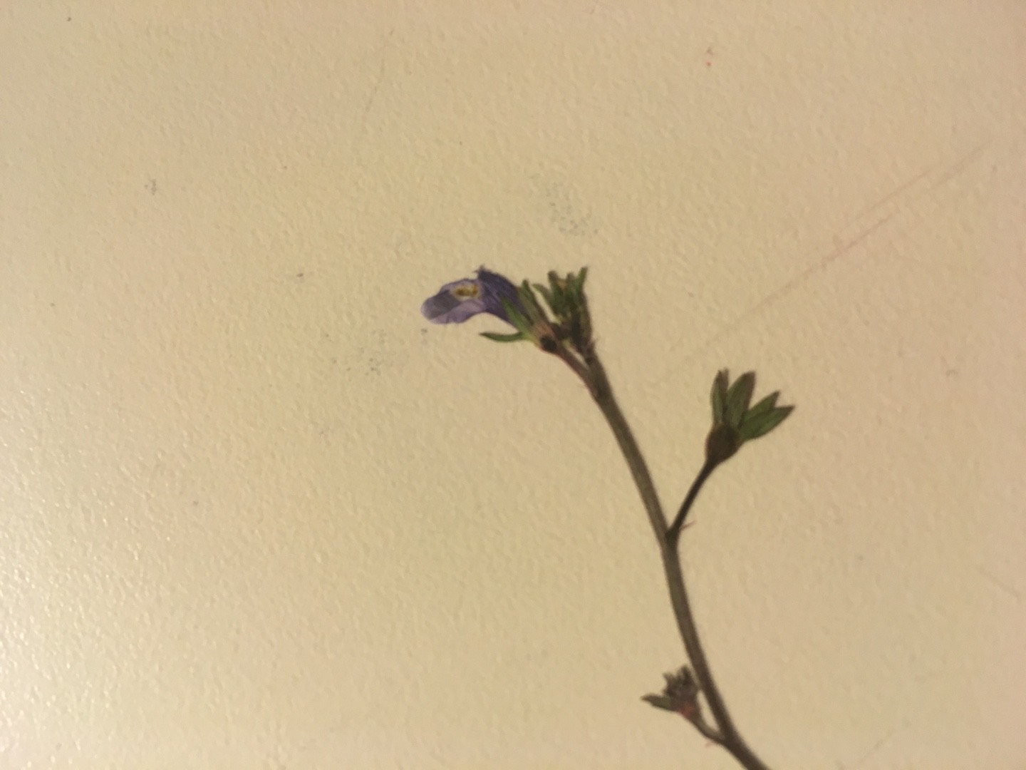 Campanula erinus PictureThis