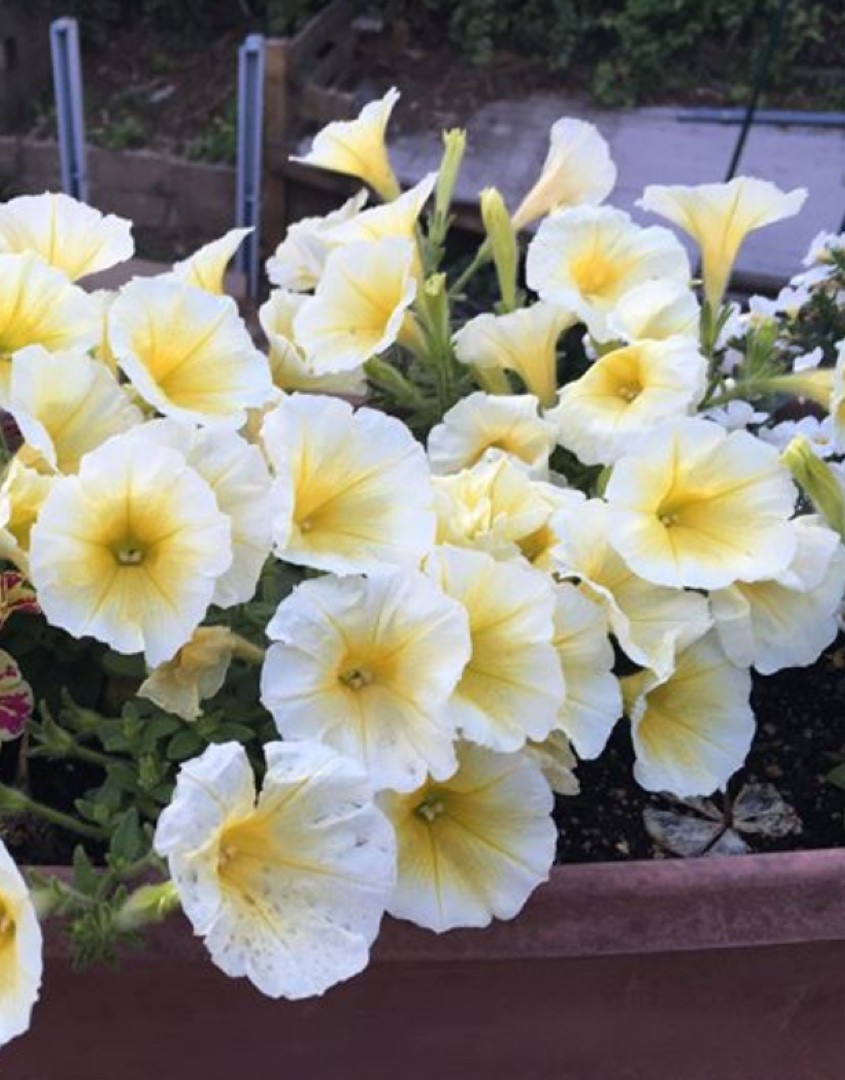 Petunia (Petunia) PictureThis