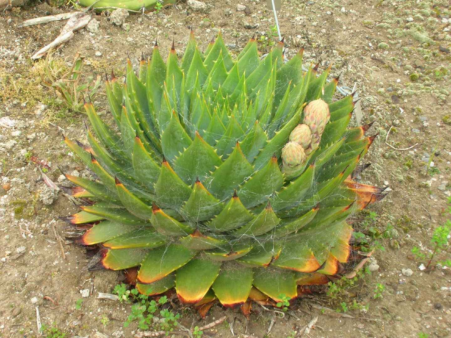 Aloe Polyphylla Aloe Polyphylla 日常養生 Picturethis Aloe Polyphylla Aloe Polyphylla 日常養生 Picturethis