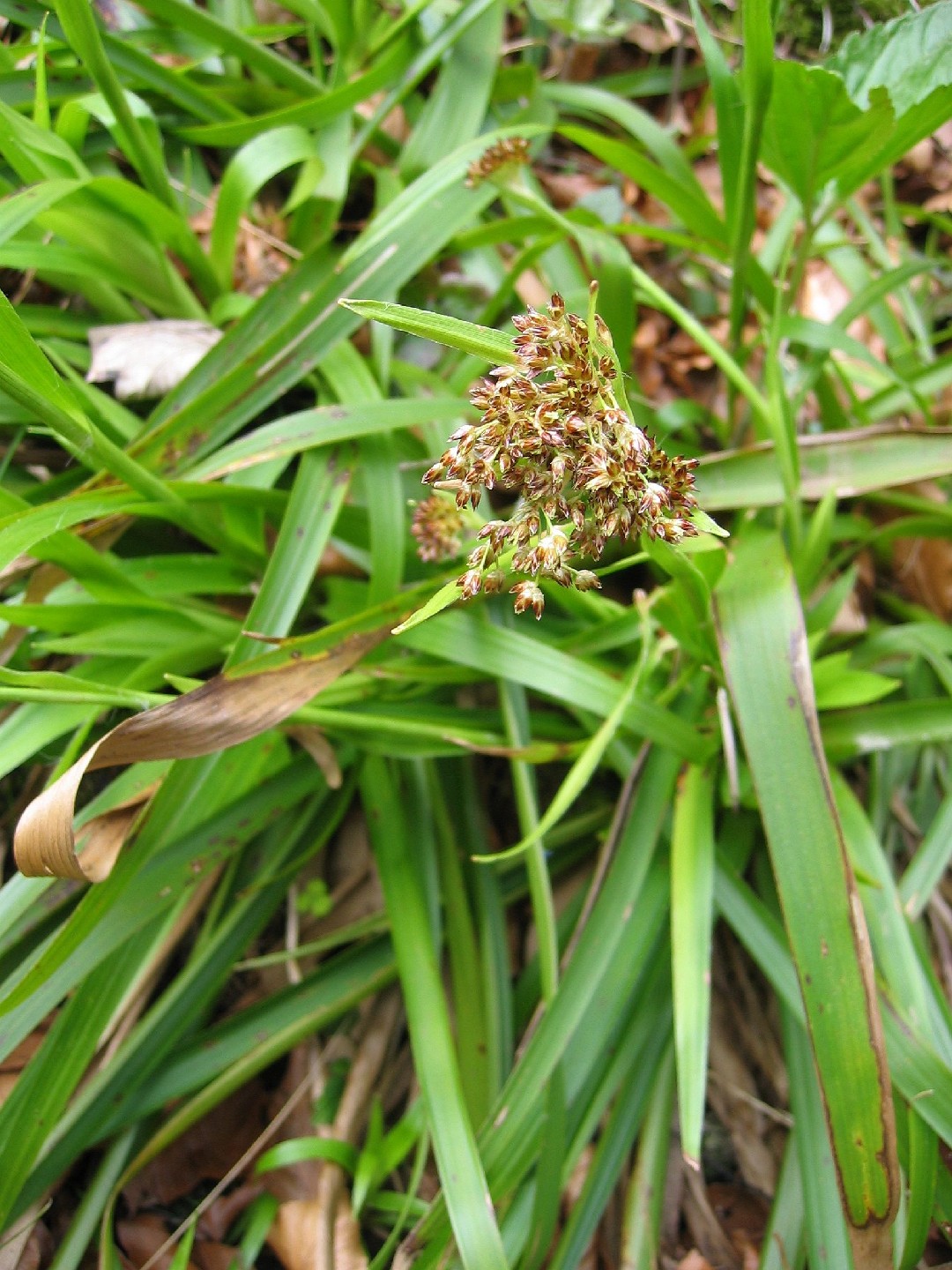 Luzula Sylvatica PictureThis luzula-sylvatica-picturethis