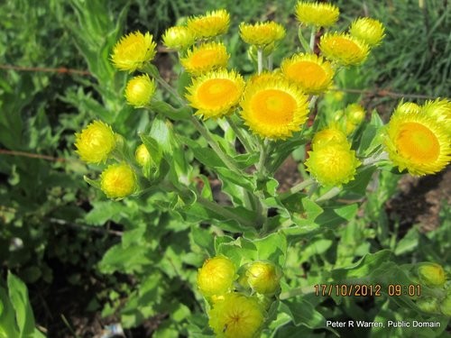 Helichrysum Ruderale 花言葉 学名 よくある質問 Picturethis